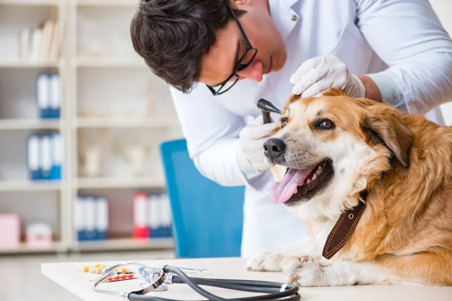 How Routine Checkups Extend The Life Of Your Pet Your Pet