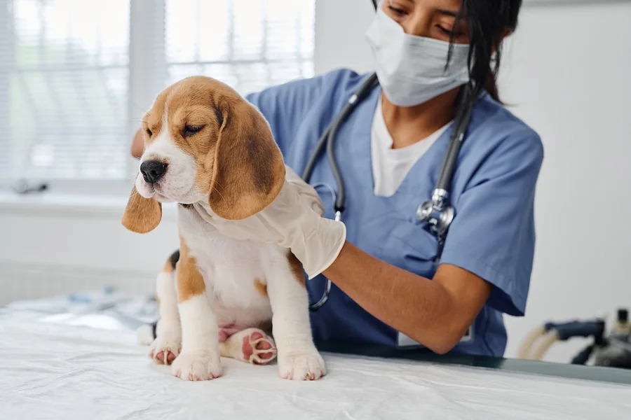 The Role Of Animal Hospitals In Managing Infectious Diseases Animal Hospitals