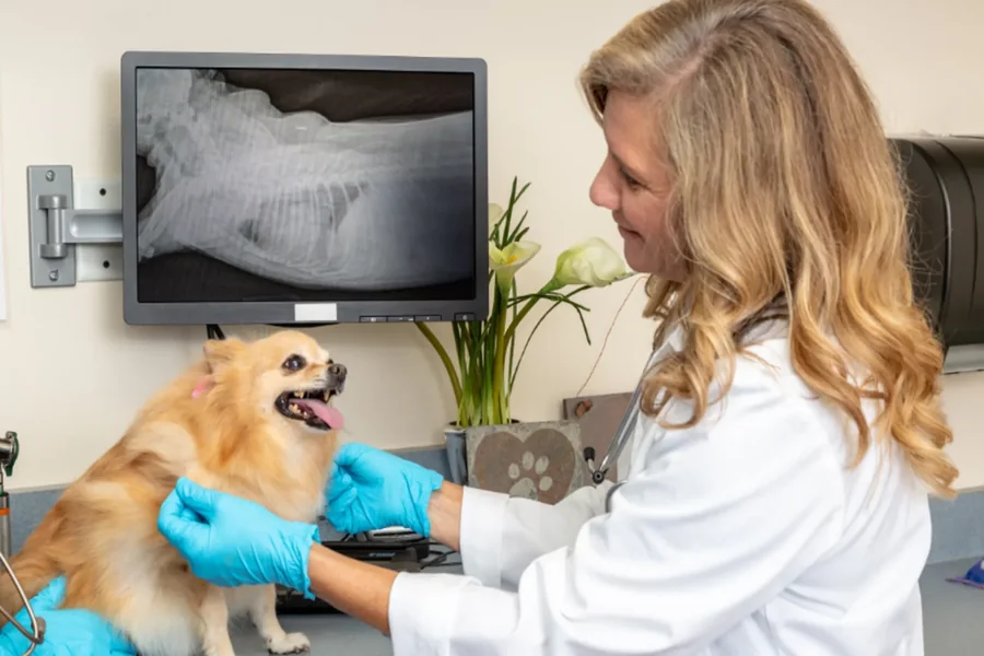 The Role Of Imaging And Lab Work In Veterinary Urgent Care The Role Of Imaging And Lab Work In Veterinary Urgent Care