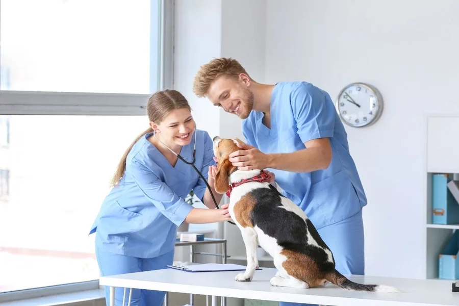 4 Benefits Of Choosing A Full Service Veterinary Hospital