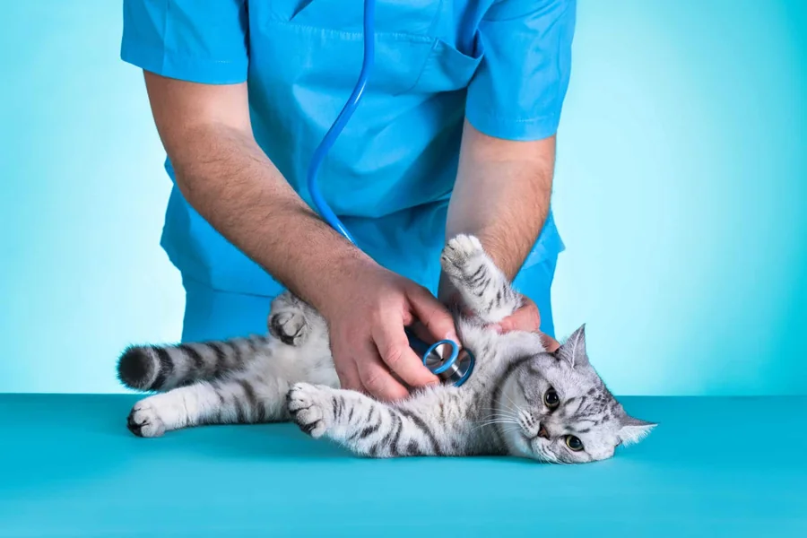 4 Common Conditions Treated In Veterinary Hospitals (And What They Mean For Your Pet) Veterinary Hospitals