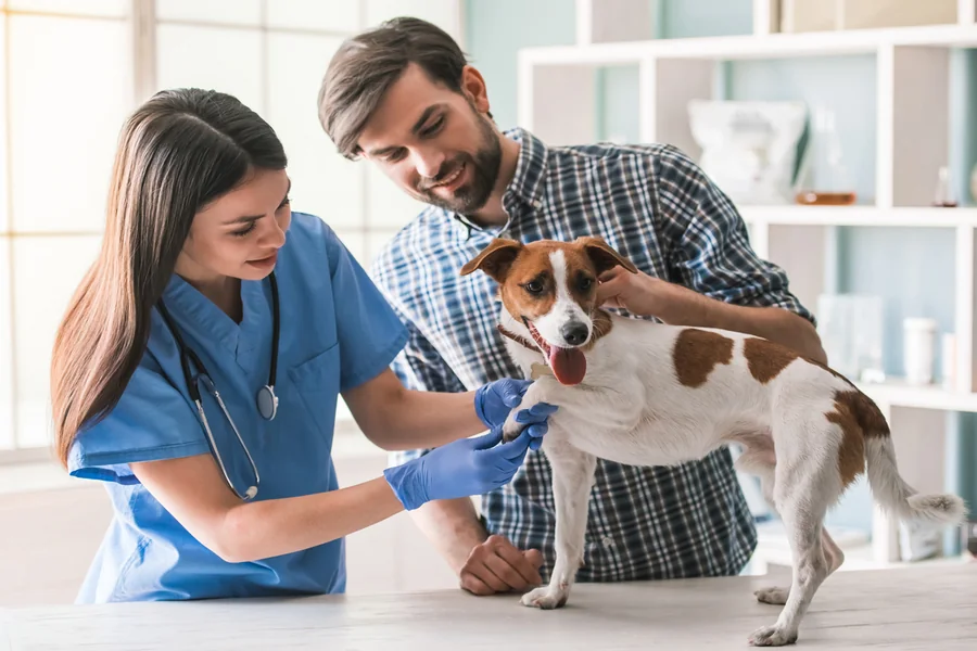 The Importance Of Building A Relationship With Your Veterinarian Veterinarian