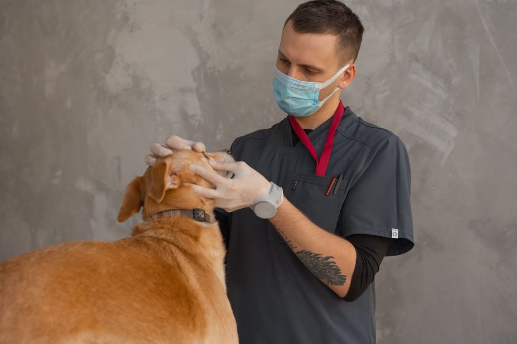 Why Early Detection Is Crucial In Veterinary Medicine Detection