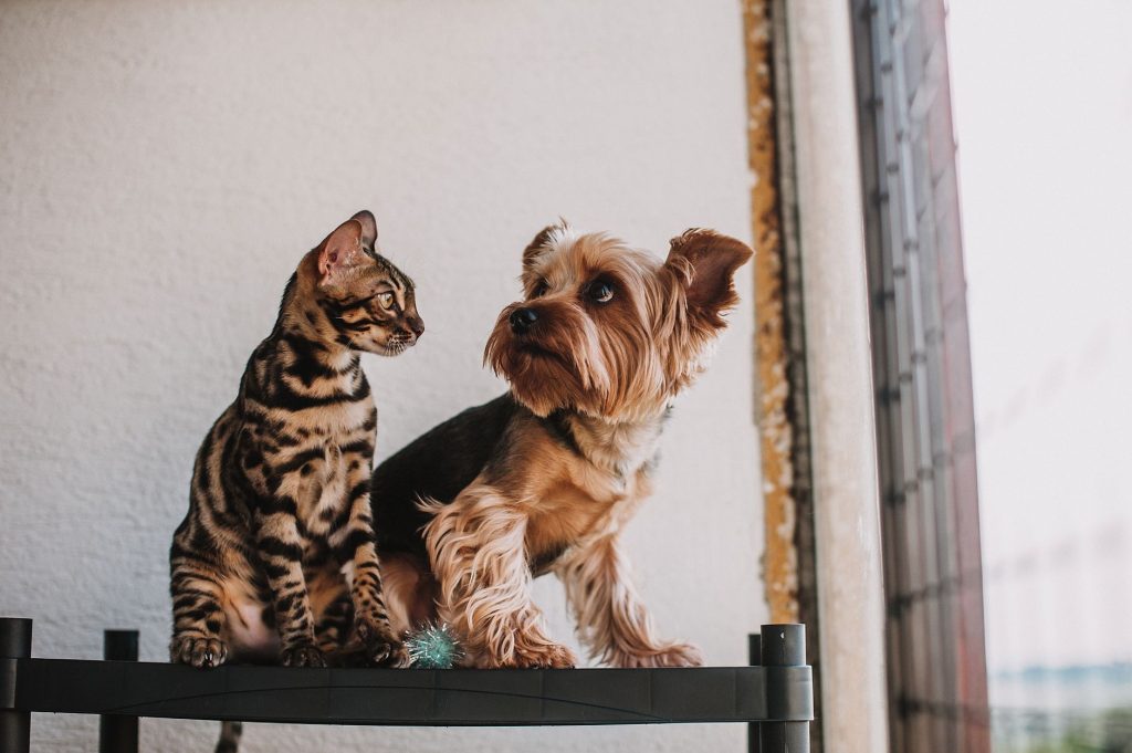 How Veterinary Clinics Recruit and Screen Canine and Feline Blood Donors Canine and Feline Blood Donors