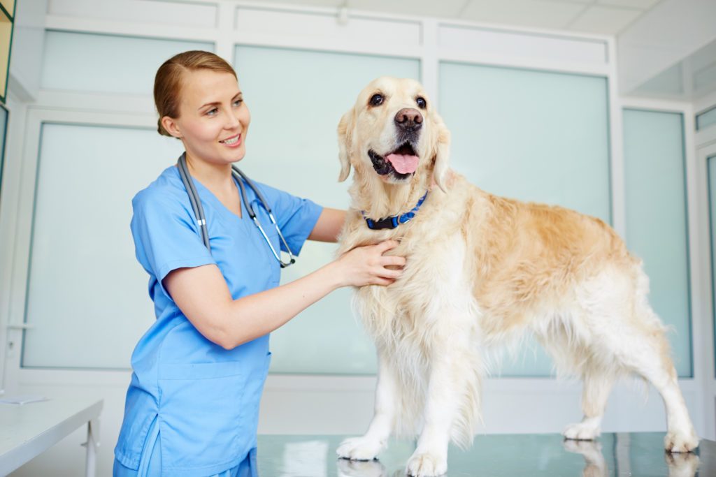How Veterinary Hospitals Create Fear Free Experiences For Pets